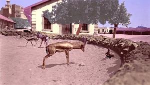 ORAN LES GAZELLES DE LA CASERNE D ECKMUHL